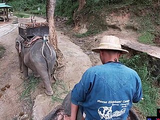Elefant, der relating to Thailand mit Teenager reitet